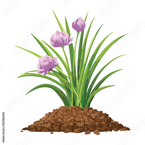 Chives Plant Growing in Rich Soil