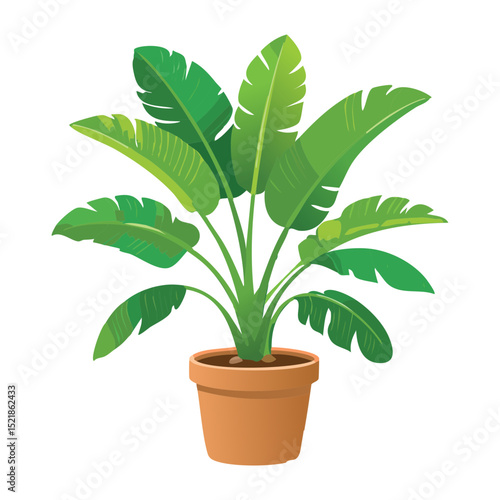 Healthy Green Plant in Terracotta Pot
