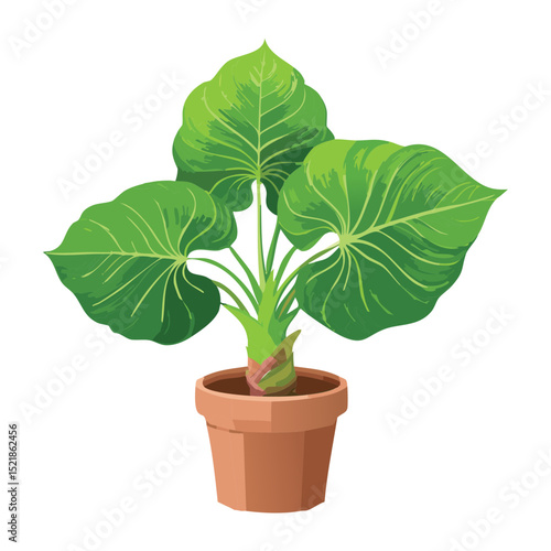 Broad Leaf Green Plant in Pot