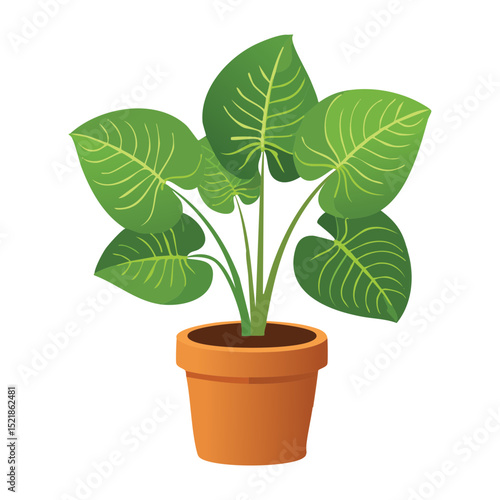 Elephant Ear Plant in Terracotta Pot