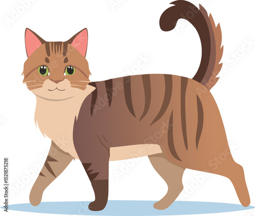 Beautiful Cat Walking