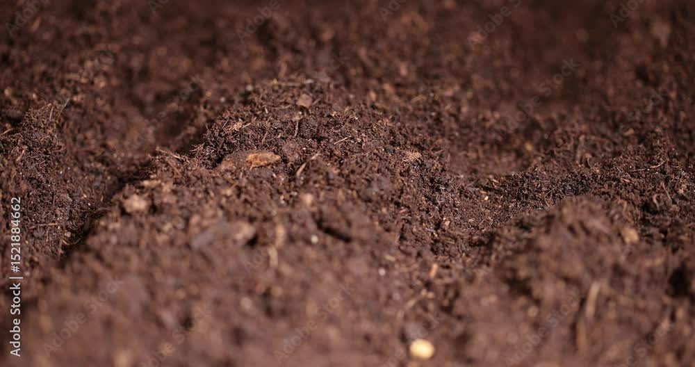planting beet seeds in soil, a plot of land mixed with peat in which red beet seeds are planted planting beet seeds in soil, a plot of land mixed with peat in which red beet seeds are planted