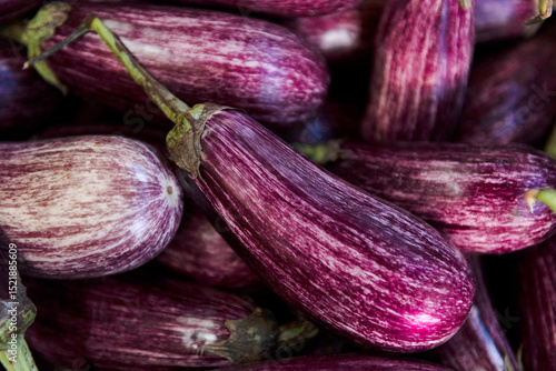 Wallpaper Mural Stripped aubergine or Tiger aubergine Torontodigital.ca