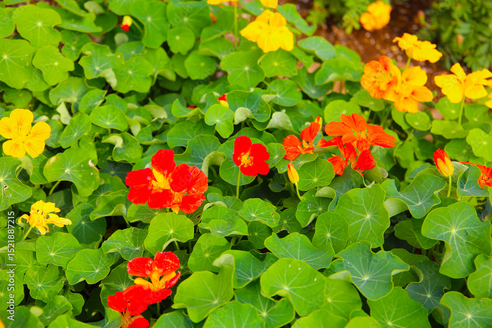 Nasturtium plant, flower with green leaves Nasturtium plant, flower with green leaves