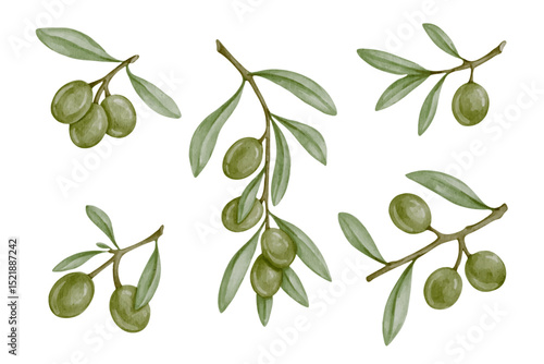 Set of green olive tree branches and ripe berries.Vector graphics.