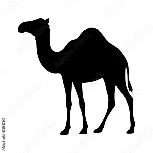 camel in the desert