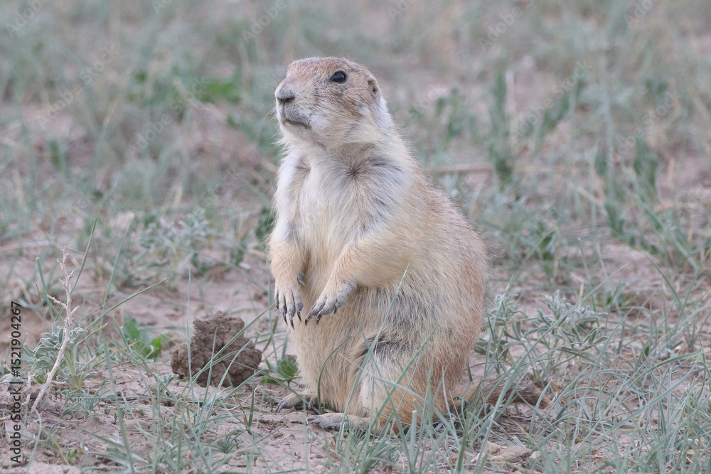 Fototapeta premium prairie dog in the grass