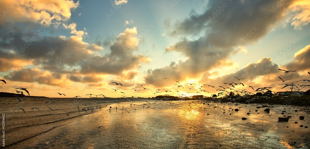 Obraz premium Foxton Beach Seagulls Lift Off Suset