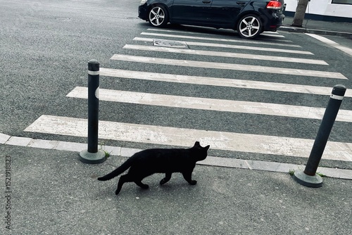 Black cat at a crossing while a black car is passing