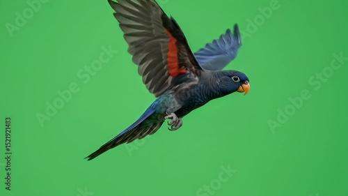 Flying Blue-Fronted Parrot on Green Screen