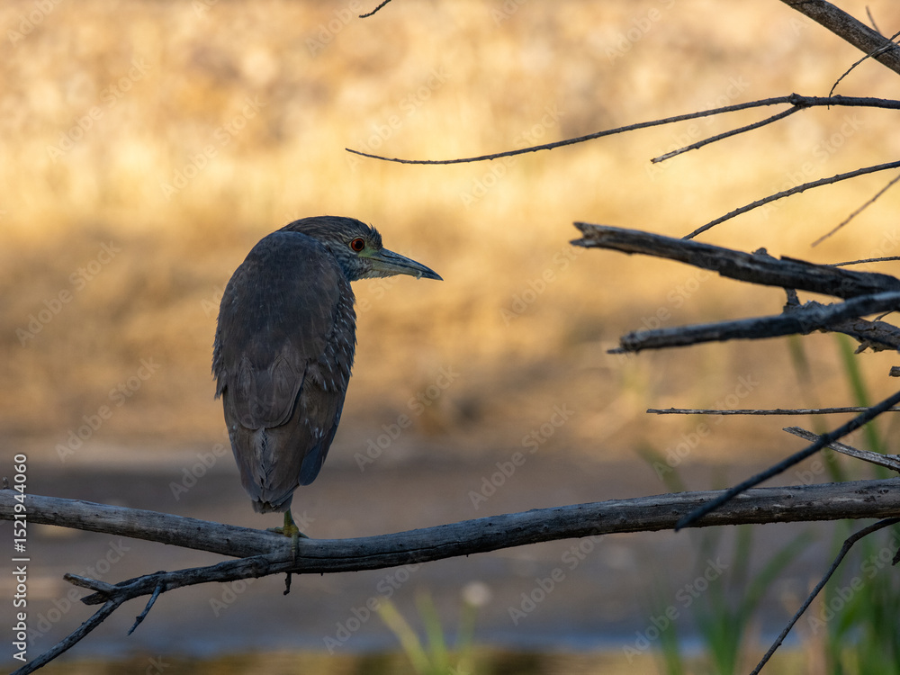 Fototapeta premium Juvenile Black-crowned Night Heron