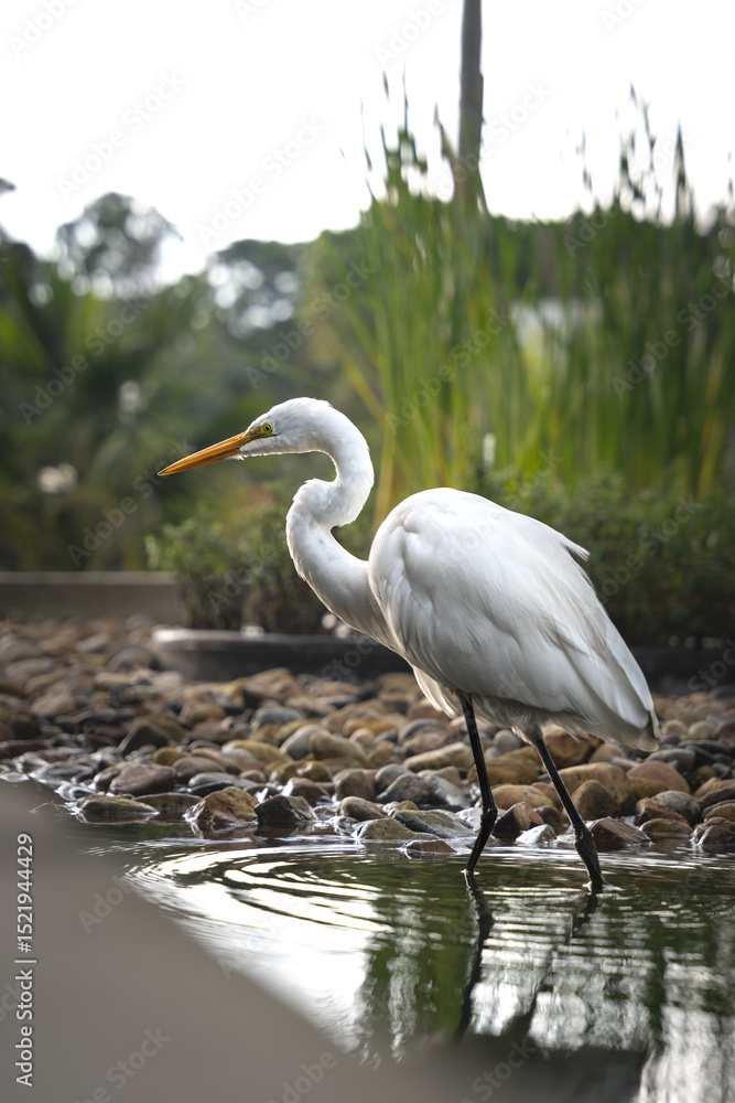 Fototapeta premium Eastern great egret (Ardea alba modesta) looking for some food in the water