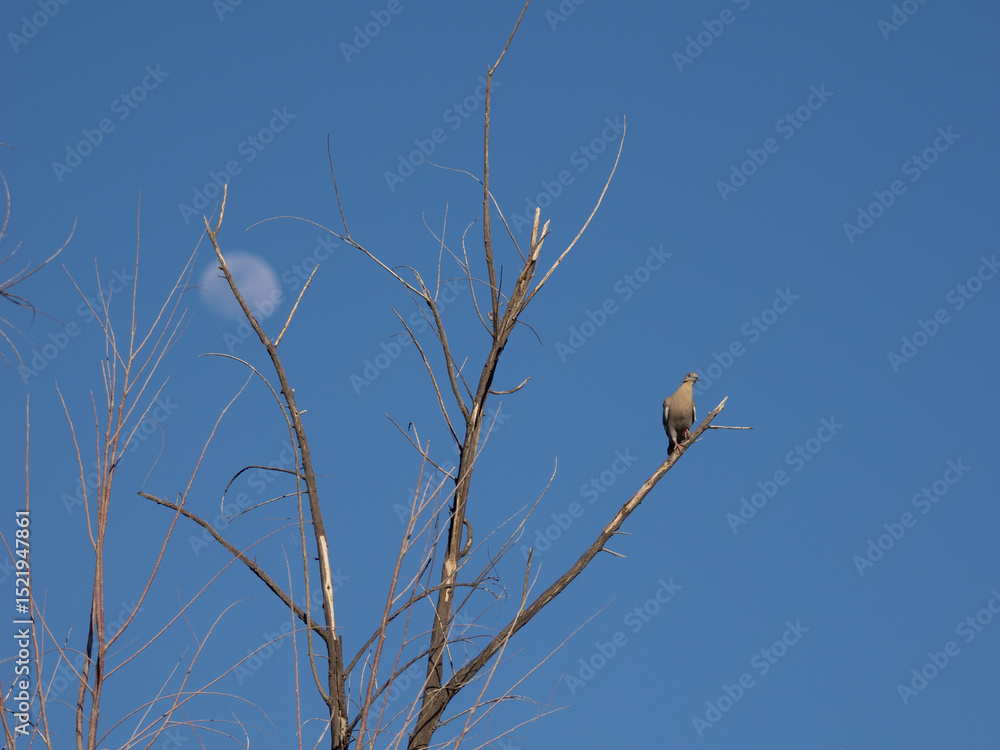 Fototapeta premium White-winged Dove