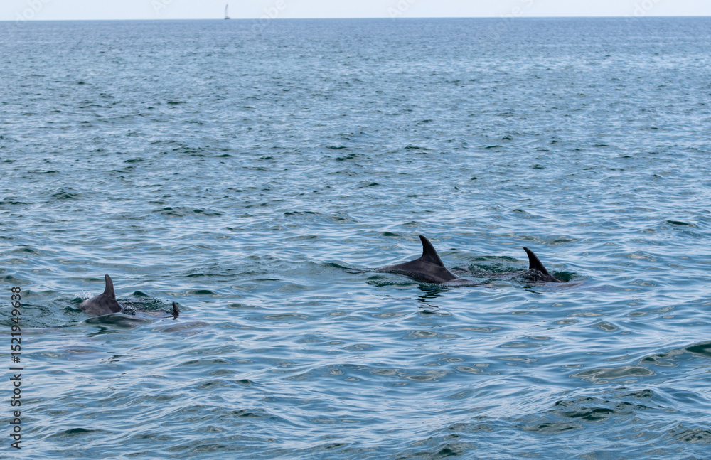 Naklejka premium Dolphin sighing in Panama City Beach 