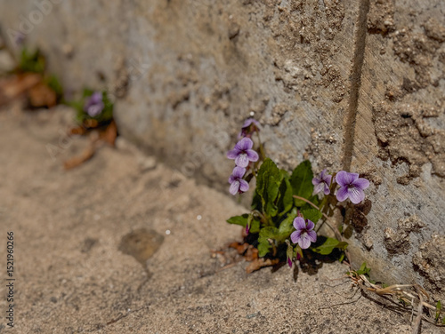 Old cement wall, cracks, spaces, weeds , violet, flowers, life, copy space