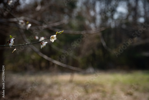 Plum blossom, beginning of spring, white flowers, flower bud close-up