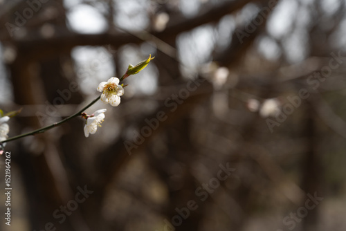 Plum blossom, beginning of spring, white flowers, flower bud close-up