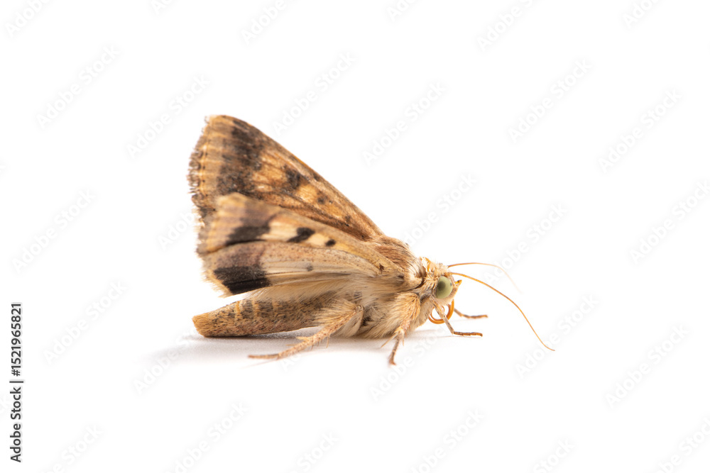 Obraz premium a brown moth isolated on white background