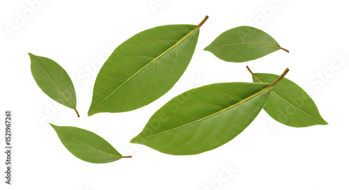 Five green bay leaves falling isolated on transparent background