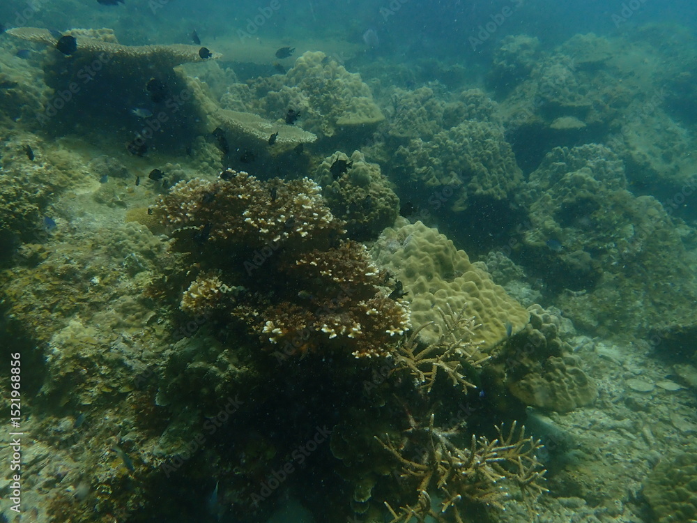 Fototapeta premium Coral found at coral reef area at beautiful Island in Malaysia