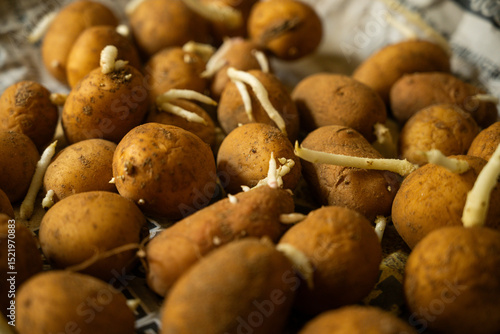Potato sprouts, preparation for farming, seed potatoes, close up
