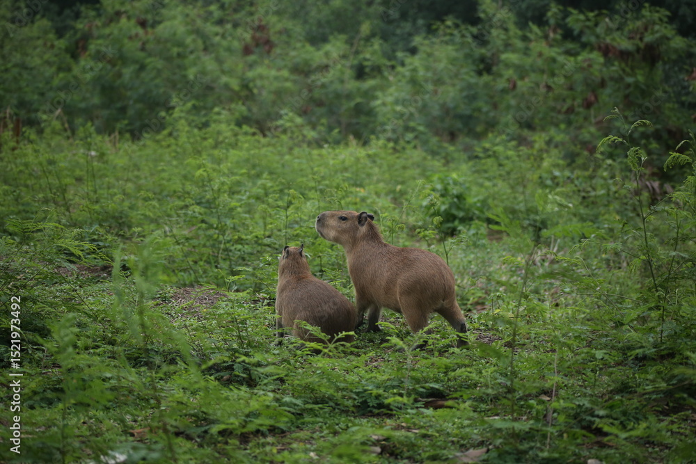 Fototapeta premium Two Capybara cubs