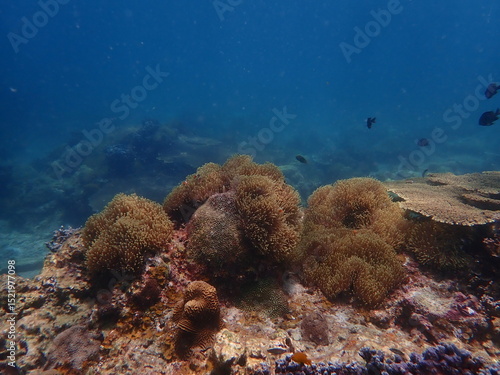 Wallpaper Mural Coral found at coral reef area at beautiful Island in Malaysia Torontodigital.ca