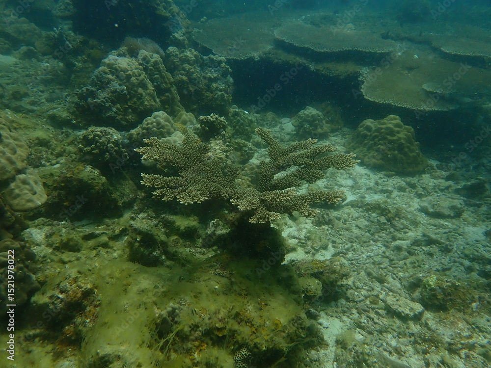 Fototapeta premium Coral found at coral reef area at beautiful Island in Malaysia