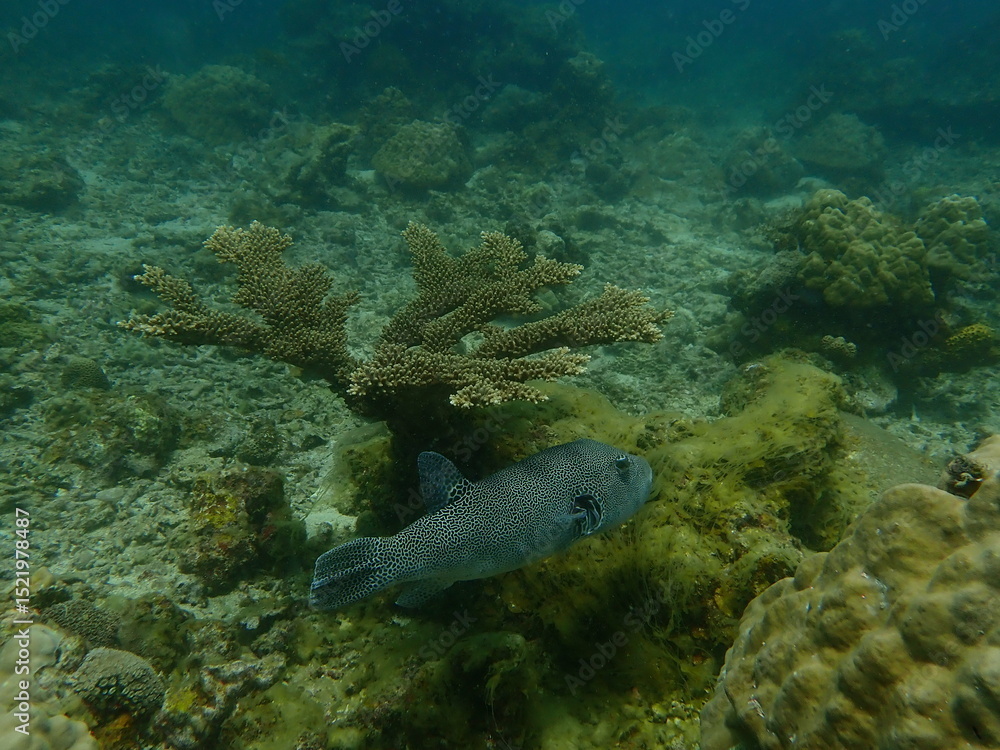 Obraz premium Puffer fish found at coral reef area at beautiful Island in Malaysia