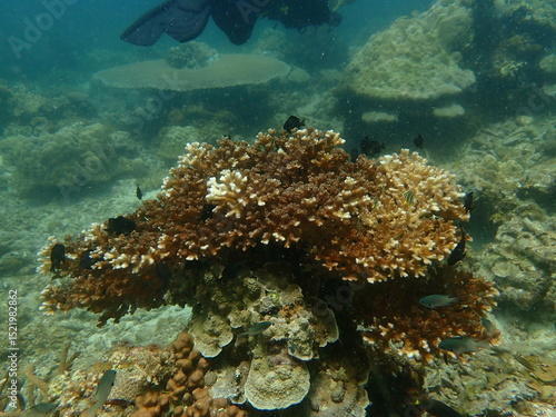 Coral found at coral reef area at beautiful Island in Malaysia