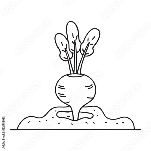 A turnip partially dug out from garden soil