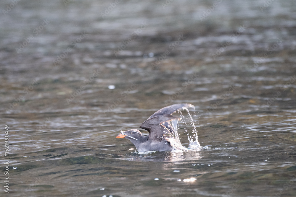 Fototapeta premium Rhinoceros Auklet taking off from surface of sea