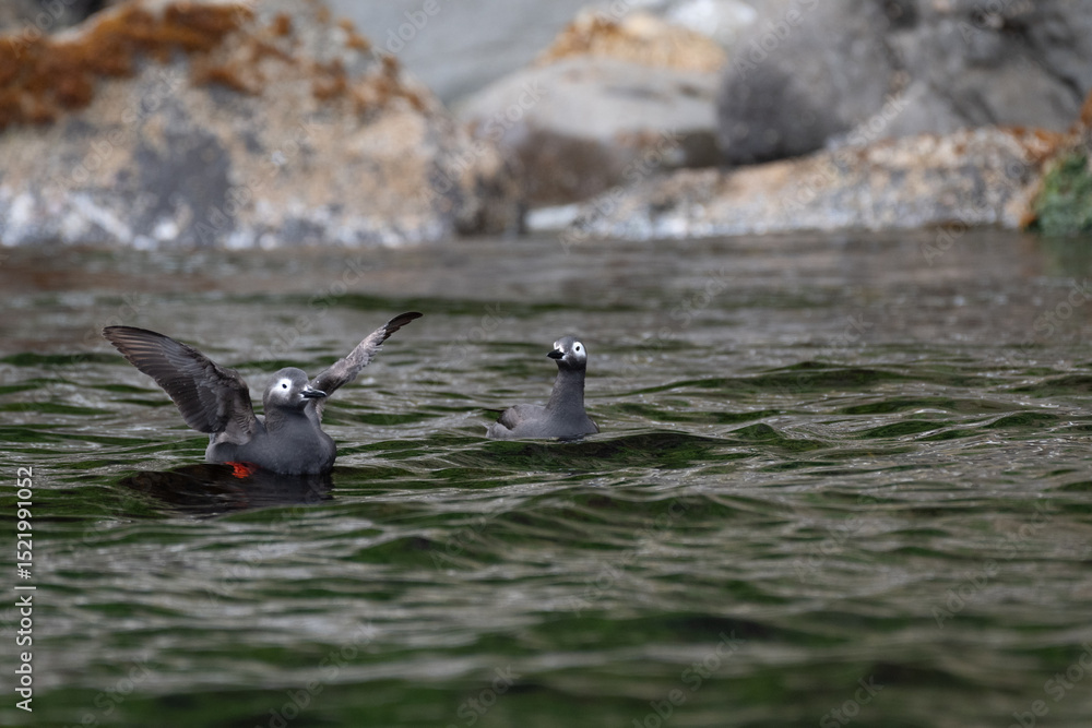 Fototapeta premium Spectacled Guillemot flapping