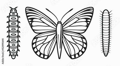 Vintage Butterfly Life Cycle Illustration in Engraving Style