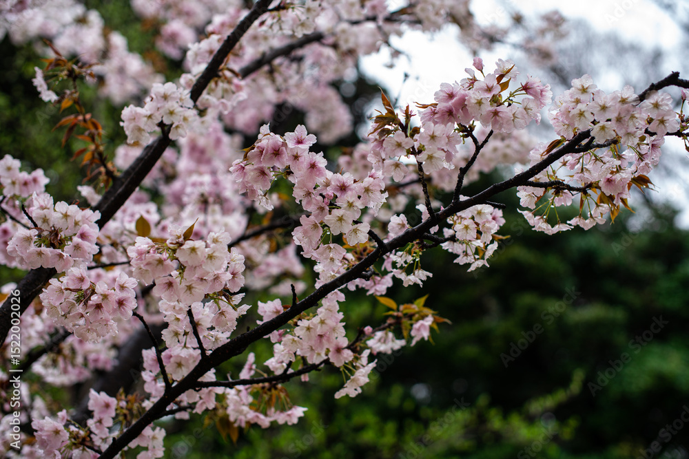 Fototapeta premium Cherry Blossom Close-up in Japan