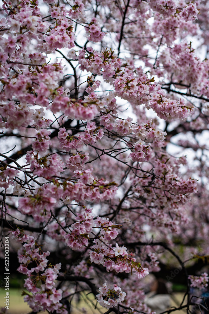 Cherry Blossom Close-up in Japan Cherry Blossom Close-up in Japan