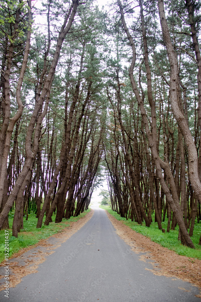Fototapeta premium Deep forest of tall pine trees
