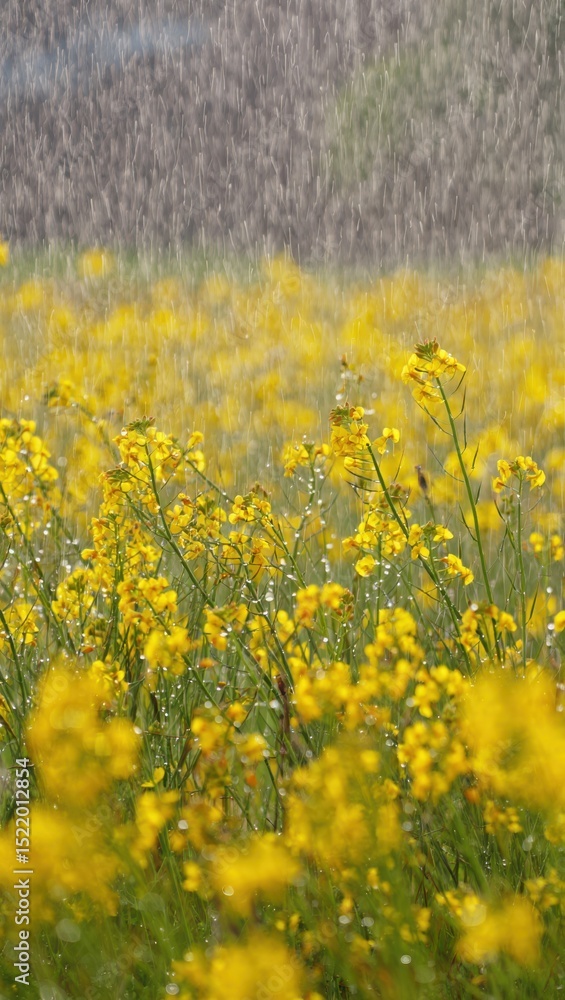 Obraz premium Yellow wildflowers blooming in the rain summer shower