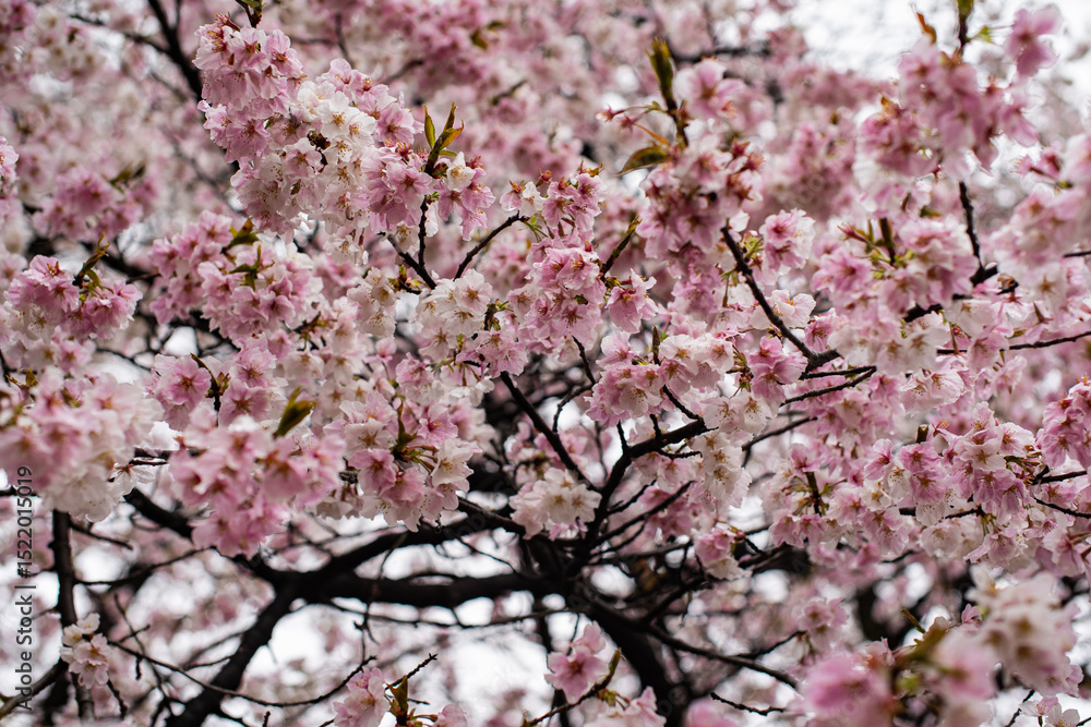 Cherry Blossom Close-up in Japan Cherry Blossom Close-up in Japan