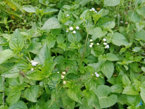 Wallpaper Mural Beautiful Blooming Flowers in the Morning Garden Torontodigital.ca