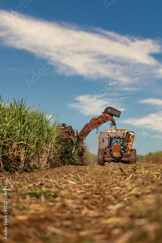 Sugar caSugar cane hasvest plantationne hasvest plantation