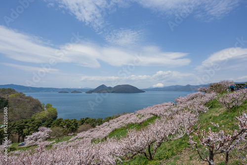 桜咲き 梅満開の壮瞥公園の展望台から洞爺湖 羊蹄山が見渡せる絶景