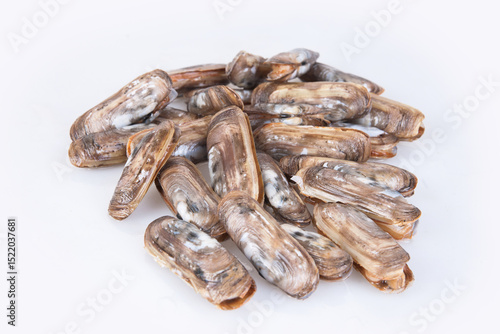 Wallpaper Mural Fresh live king clams Torontodigital.ca