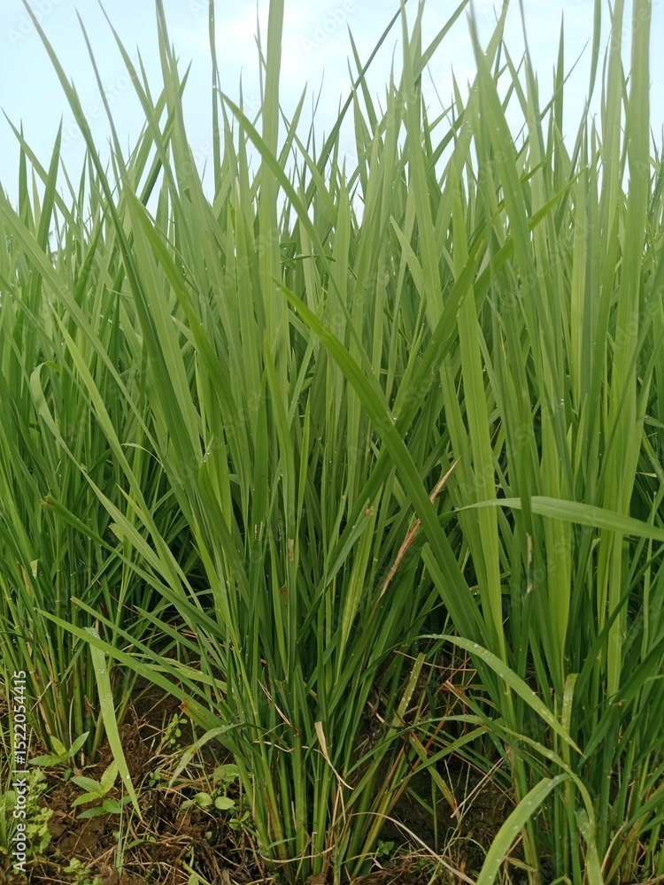 Golden Rice Plants Growing in Peaceful Paddy Field Golden Rice Plants Growing in Peaceful Paddy Field