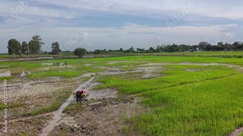Footage of farming in Thailand, farmers repairing the plot to plant jasmine rice seedlings after using a seedling transplanter, which prevents planting in some areas.
