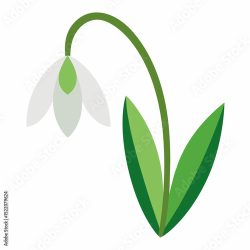 White snowdrop with green leaves isolated on white background.