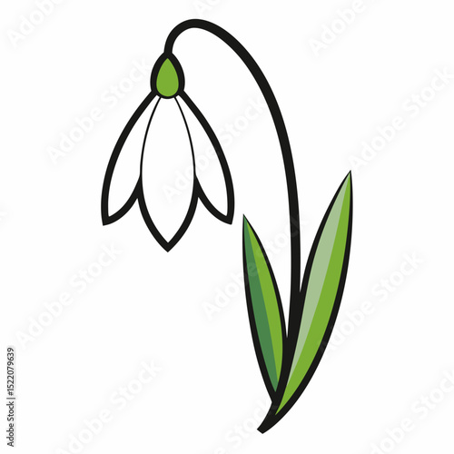 Beautiful snowdrop flower isolated on white.