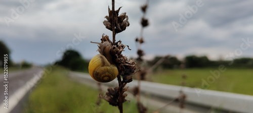 Panel kuchenny z motywem beautiful botanical shot, natural wallpaper
