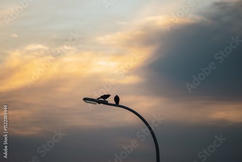Photography Silhouette of two crows sitting on street lamp at dusk