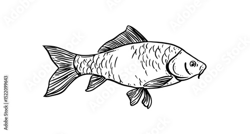 Vintage vector illustration of a detailed fish, perfect for seafood menus, educational materials, and ocean-themed designs. Hand-drawn aquatic art for creative projects.